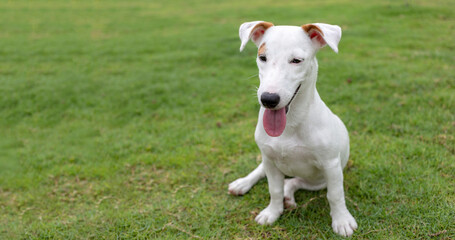 Obraz na płótnie Canvas mini white Jack russel puppy dog potrait on green grass background