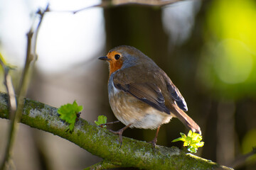 Robin on a branch in a UK forest