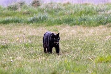 Chat noir solitaire tenant une souris dans sa gueule en marchant dans un champ