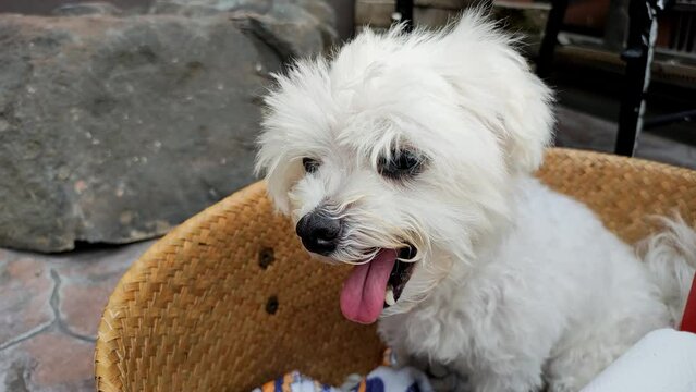 White little dog sitting in a weave basket. White maltese look tired in hot weather.