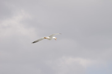 Yellow-legged gull Larus michahellis atlantis in flight. El Confital. La Isleta. Las Palmas de Gran Canaria. Gran Canaria. Canary Islands. Spain.