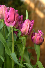 Negrita Parrot Tulips, huge, brilliant colored flowers are very showy with feathered, curled, twisted or waved petals