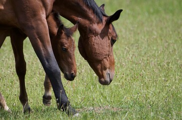 Young horse with mother