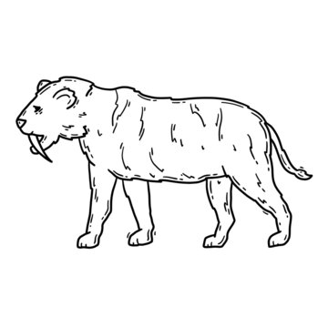 Saber-toothed tiger Machairodontinae prehistoric animal, Smilodon cat in the Stone Age vector linear illustration in doodle sketch style.
