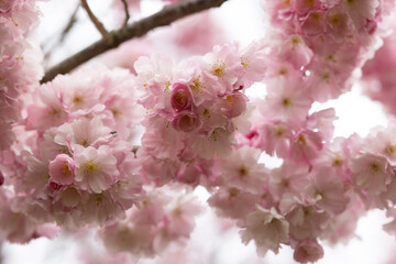 Light pink sakura cherry blossom close up macro