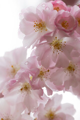 Light pink sakura cherry blossom close up macro