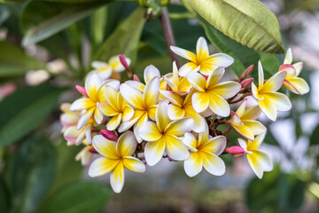 A close-up view of a bouquet of white and yellow plumeria blooming beautifully.