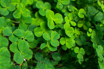 Fototapeta na wymiar green clover leaves background with some parts in focus