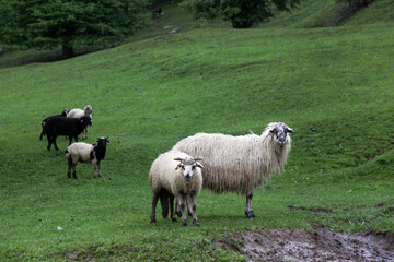 Fototapeta na wymiar sheep grazing on the green meadows with mountains in backdrop.artvin .Turkey