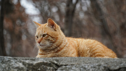 Fototapeta na wymiar Great wild yellow cat captain, force, relaxation, body structure, handsomeness,