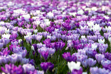 Obraz premium Flower bed of blooming bulbs: purple, lilac, violet, and white crocuses in Kenaupark park of Haarlem, the Netherlands, early spring, Crocus vernus Striped Beauty, close up