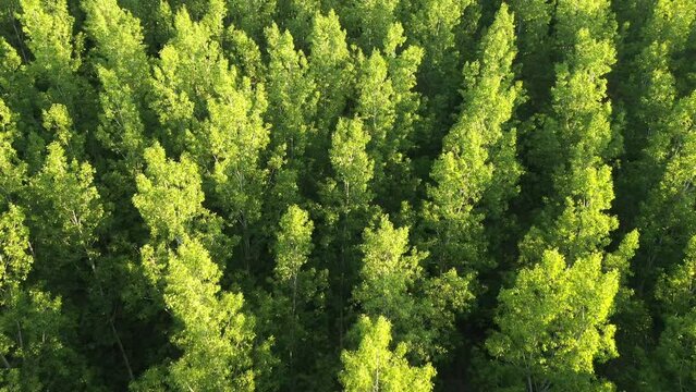 Green forest in springtime, drone pov aerial shot of lush woodland landscape