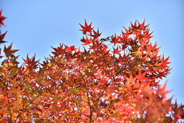 紅葉