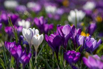 Flower bed of blooming bulbs, purple yellow and white crocuses in the park of Haarlem, the Netherlands, in spring