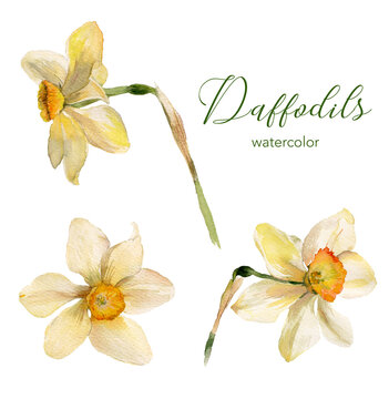 Daffodils hand painted isolated on white background. Botanical watercolor flowers illustration