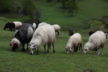 Obraz premium sheep grazing on the green meadows with mountains in backdrop.artvin .Turkey