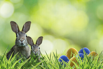 two cute easter rabbit with yellow and blue eggs green grass and green background -copy space