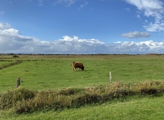 Angus cattle grazing on a green pasture under a clear blue sky - Grasendes Angus-Rind auf der gr&uuml;nen Weide bei strahlend blauem Himmel