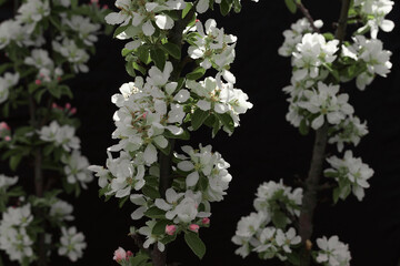 luxuriantly blooming apple tree branch in spring close-up