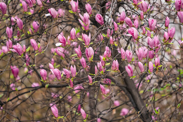 pink magnolia flower spring branch in garden