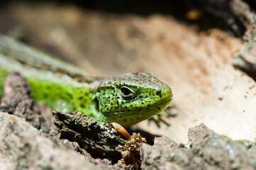 Zandhagedis Close-up / Sand Lizard Close-up