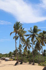palm tree on the beach