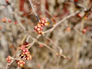 red buds of Chaenomeles speciosa, the flowering quince, Chinese quince, or Japanese quince