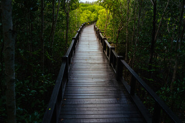 Wooden bridge in the forest. Mangrove forest park,  Pran Buri, Prachuap Khiri Khan province in Thailand.