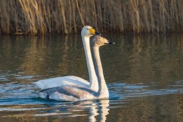 Whooper Swan - Wilde zwaan - Cygnus cygnus