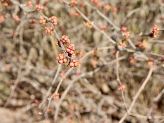 red buds of Chaenomeles speciosa, the flowering quince, Chinese quince, or Japanese quince
