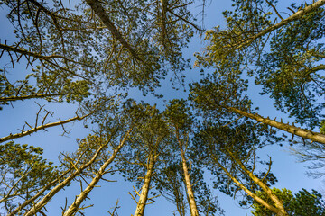 branches against blue sky