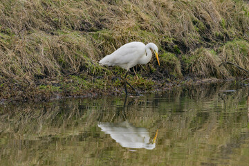 snowy egret in the marsh, zilver reiger