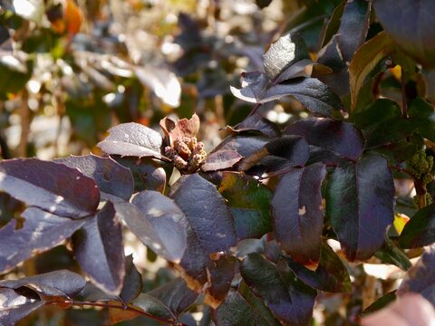 Hellebores Flowers (Helleborus Purpurascens)