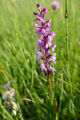Naklejka premium Wildblume