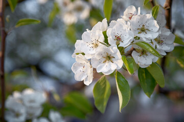 Pear blooming close up. Natural seasonal background. Beauty in natute, relax, gardening