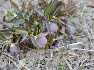 hellebores flowers (Helleborus purpurascens)