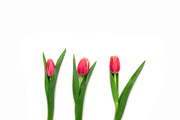 Obraz premium Beautiful yellow and red tulip flowers lie on a white background. Isolate, space for text, top view. Gift for a holiday to a woman and a girl.