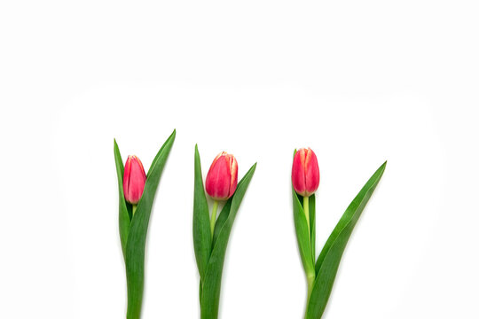 Beautiful yellow and red tulip flowers lie on a white background. Isolate, space for text, top view. Gift for a holiday to a woman and a girl.
