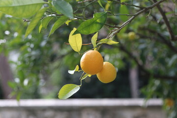 oranges on tree