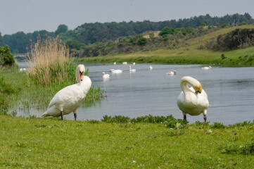 Mute Swan