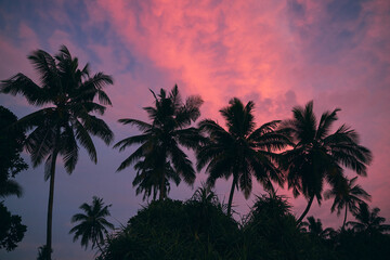 Silhouettes of palm trees against moody sky with red clouds at dusk. Beauty in nature..
