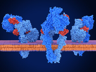 Insulin receptor dimer activated by 3 insulin molecules - obrazy, fototapety, plakaty