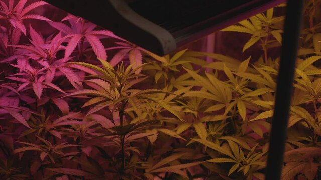 home grow marijuana cannabis blowing in wind inside home grow tent with artificial full spectrum LED lighting fan blowing fixed angle from top with silhouette of light in foreground