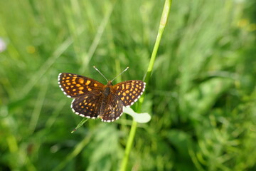 Schmetterling