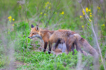 Naklejka na ściany i meble Red fox Vulpes vulpes feeding her kits in the forest in springtime in Canada 