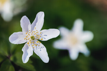 White flower Anemone Nemorosa closeup wth blurry for and background, soft focus. Warm light.