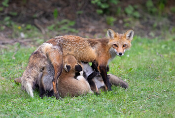 Red fox Vulpes vulpes feeding her kits in the forest in springtime in Canada 