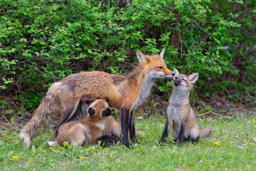 Red fox Vulpes vulpes feeding her kits in the forest in springtime in Canada 