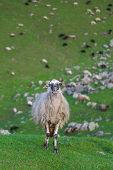 Obraz premium amazing spring landscapes on a sunny day.ARTVİN.TURKEY