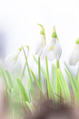 White spring snowdrops, closeup, light airy high key photo. Soft selective focus.